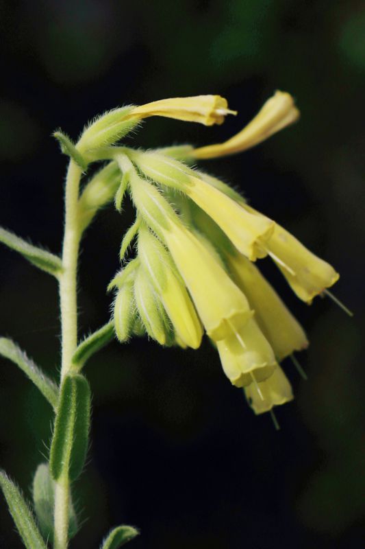 North Pelion topoguide: Onosma heterophylla