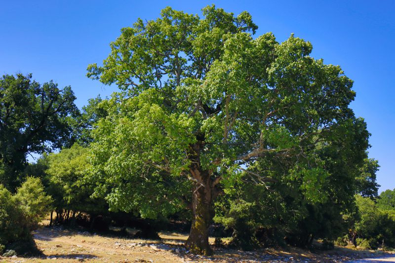 Βόρειο Πήλιο topoguide: Πλατύφυλλη δρυς (Quercus frainetto)
