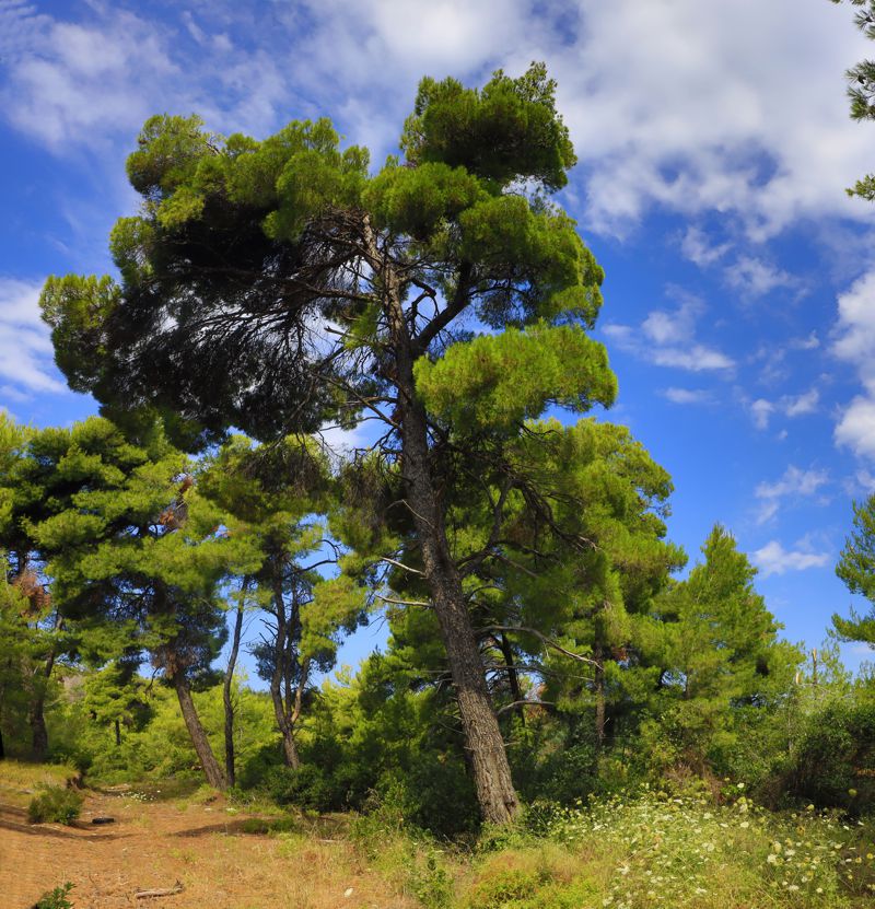 Νότιο Πήλιο topoguide: Συστάδα Τραχείας πεύκης (Pinus brutia)