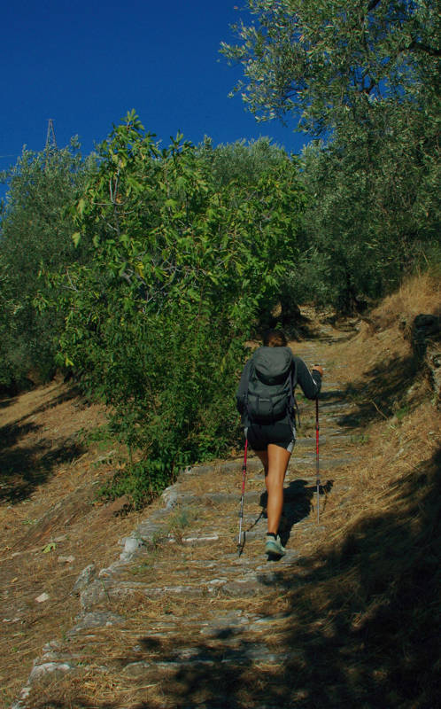 Δυτικό Πήλιο topoguide: Στον ελαιώνα των Καλών Νερών Δυτικό Πήλιο topoguide