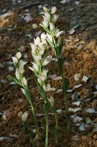 Εθνικά Πάρκα της Ελλάδας: Cephalanthera cucullata