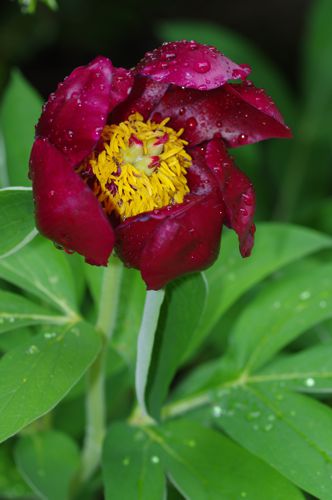 Εθνικά Πάρκα της Ελλάδας: Paeonia parnassica