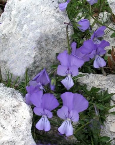Εθνικός Δρυμός Αίνου: Viola cephalonica