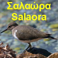 Σαλαώρα