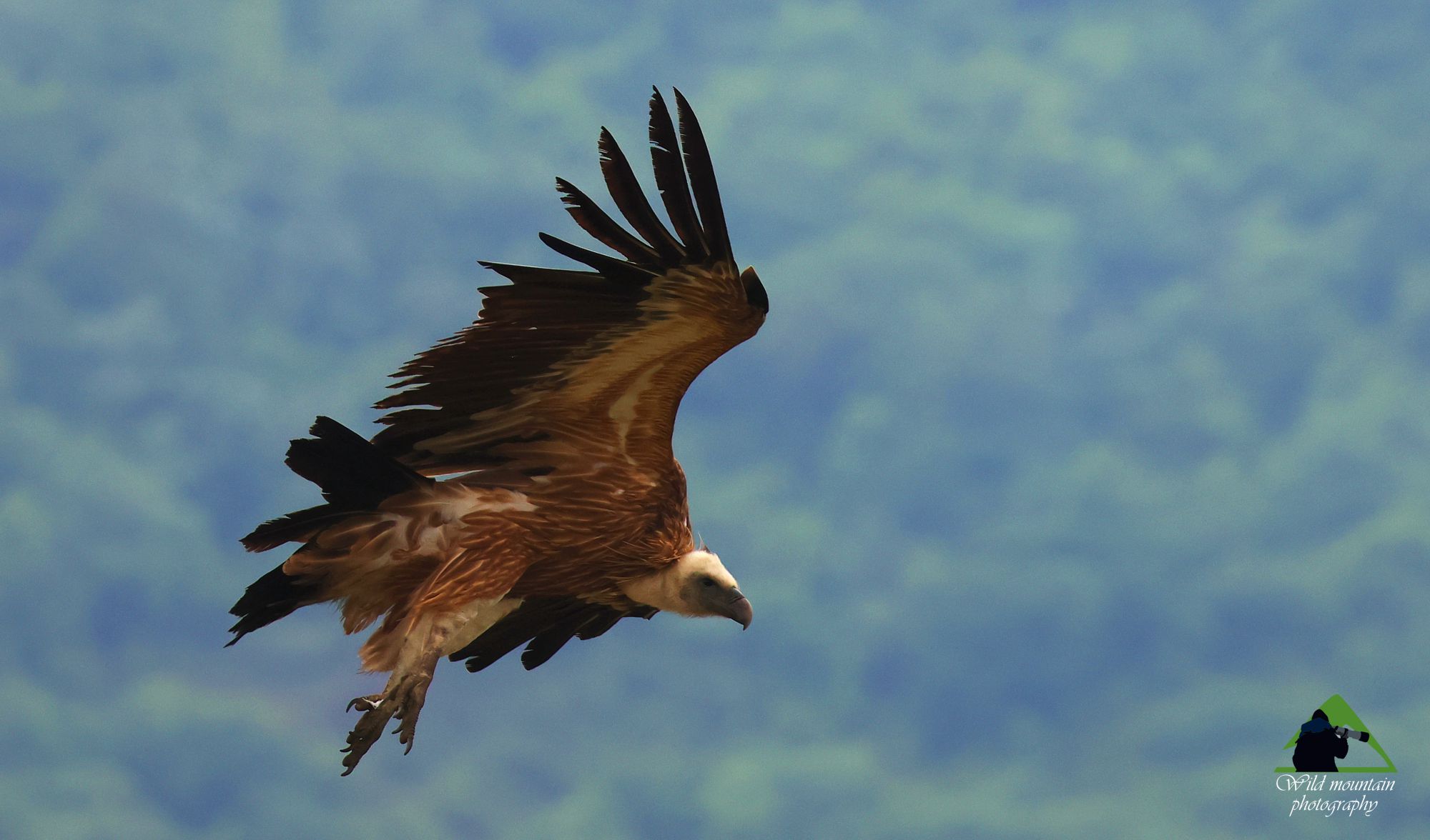 Εθνικό Πάρκο Δαδιάς: Όρνιο (Gyps fulvus) σε πτήση Εθνικό Πάρκο Δαδιάς: Όρνιο (Gyps fulvus) σε πτήση