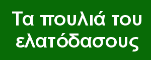 Τα πουλιά του ελατόδασους