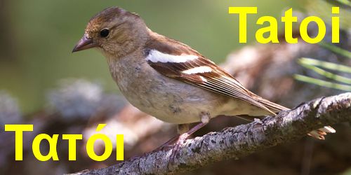 Τα πουλιά στο Τατόι