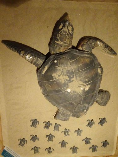 Εθνικό Θαλάσσιο Πάρκο Ζακύνθου: Κέντρο Ενημέρωση για τη Θαλάσσια χελώνα